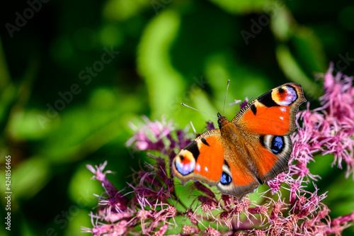 Butterfly peacock eye on a flower.