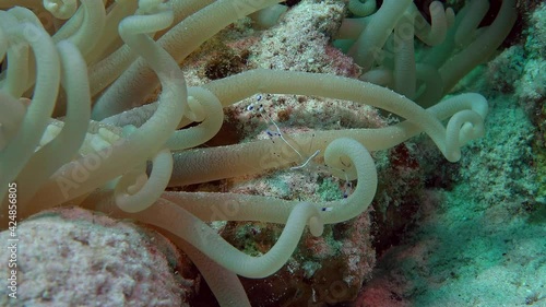 Anemone shrimp (Ancylomenes longicarpus)
Red Sea, 3 cm.
ID: blue border around white saddle photo