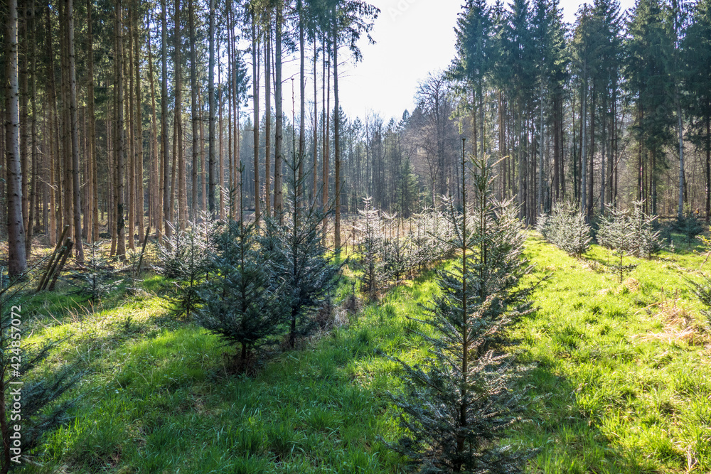Fototapeta premium Wiederaufforstung im Nadelwald