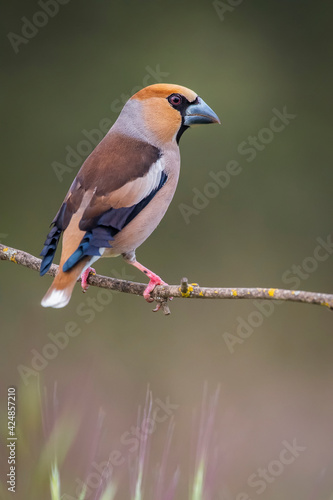 Photo hawfinch perched on a branch blur background
