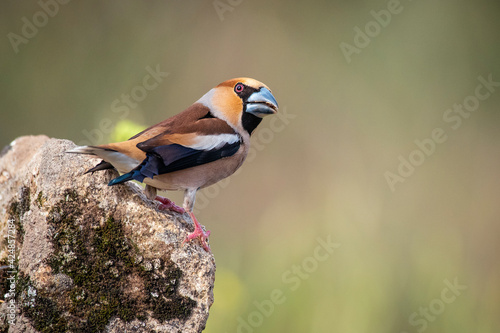 hawfinch perched on a branch blur background