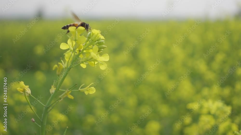 Honey bees extracting the nectar of the Yellow mustard flower buds on the field. Slow-motion video. Honey bees extracting the nectar of the Yellow mustard flower buds on the field. Slow-motion video.