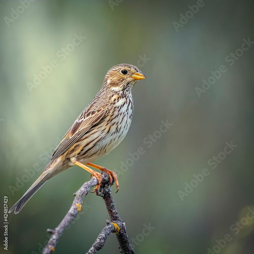 wild bush perched on a thin branch, unfocused background