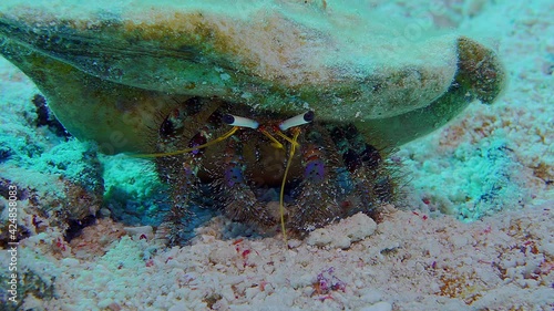 Reef hermit crab (Dardanus lagopodes)
Indo-Pacific, 3 cm. ID: maroon body and legs, with
dark bands on 1st segments photo