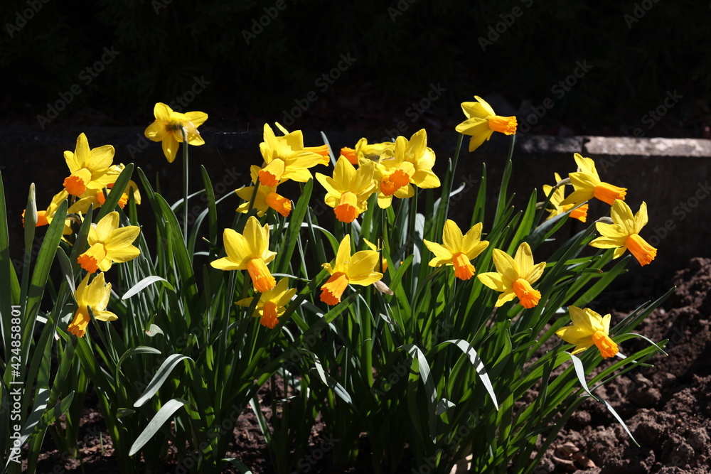 Fototapeta premium Narcissus. Beautiful spring flowers blooming in the garden
