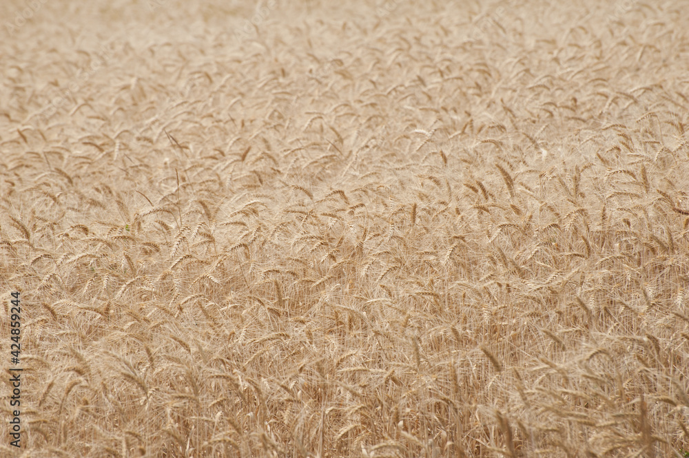 Yellow wheat field background Yellow wheat field background