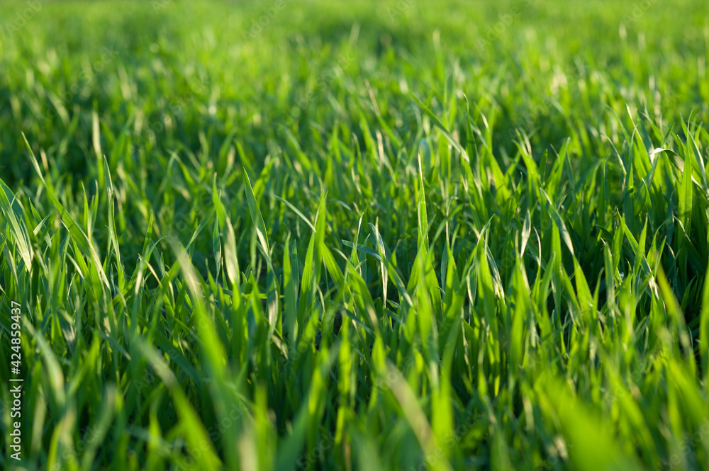 Green grass Green grass