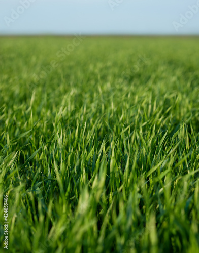 Green grass