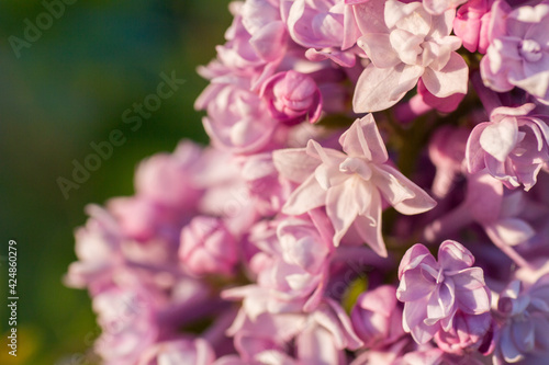 Bloom lilac pink violet flowers in the garden close up macro photo