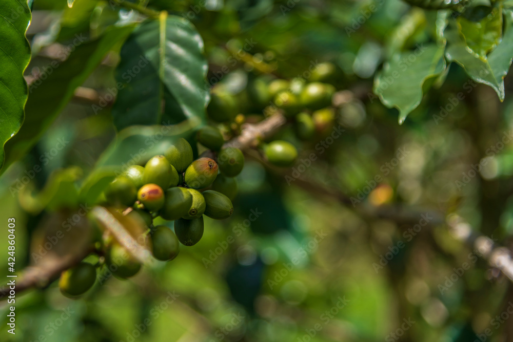 Green coffee cherries on the tree