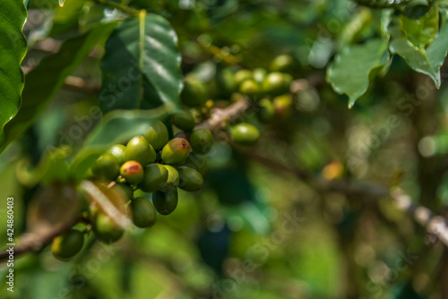 Fototapeta Naklejka Na Ścianę i Meble -  Green coffee cherries on the tree