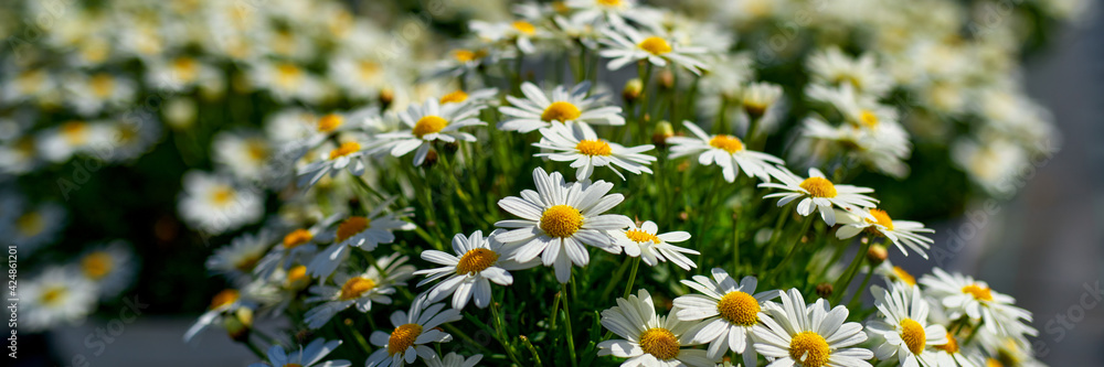 Fototapeta premium Production and cultivation of flowers.