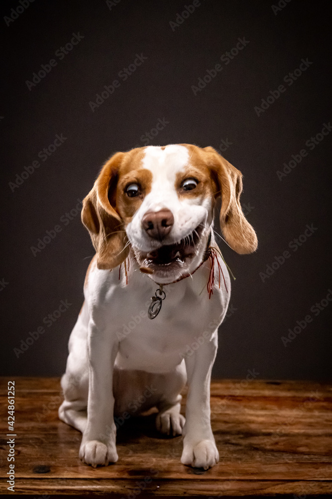 Beagle in the studio-4 funny face while eating, dark background, open mouth
