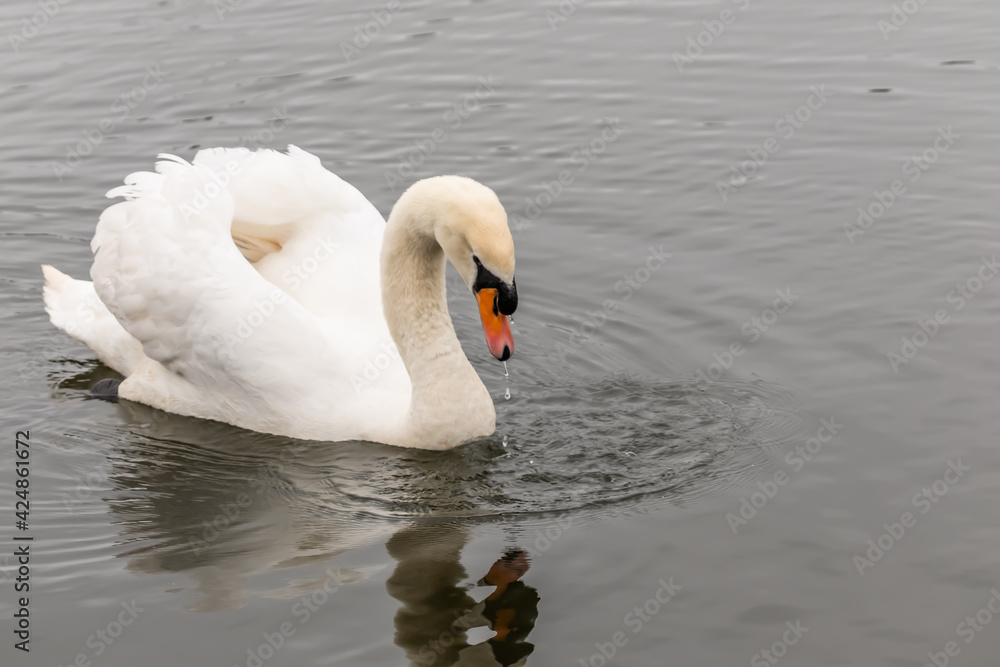 Obraz premium A lone mute swan (Cygnus Olor) swimming on the River Bure in the village of Hoveton and Wroxham in the heart of the Norfolk Broads