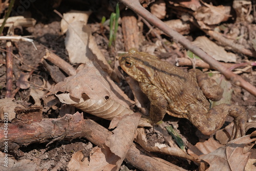 Forest toad sitting on ground with last year's leaves