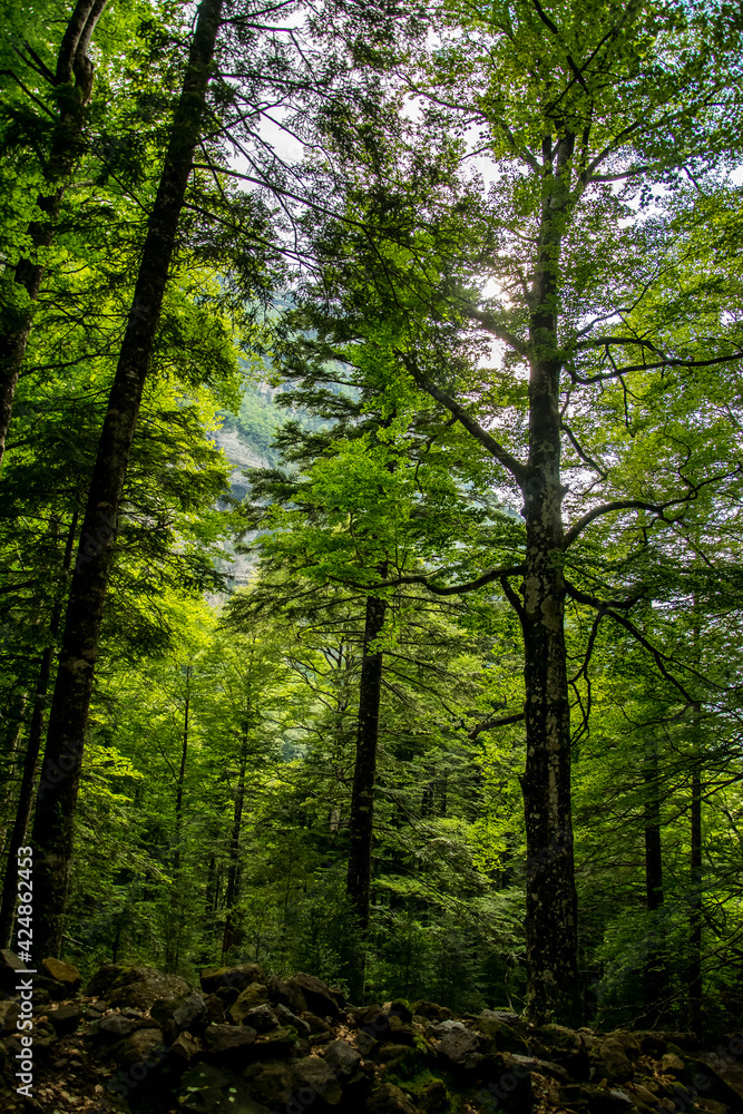 Interior de un bosque de hayas con su característica luz fosforescente como consecuencia de la abundancia de las hojas y la incidencia de la luz del sol en el Parque Nacional de Ordesa, España Interior de un bosque de hayas con su característica luz fosforescente como consecuencia de la abundancia de las hojas y la incidencia de la luz del sol en el Parque Nacional de Ordesa, España