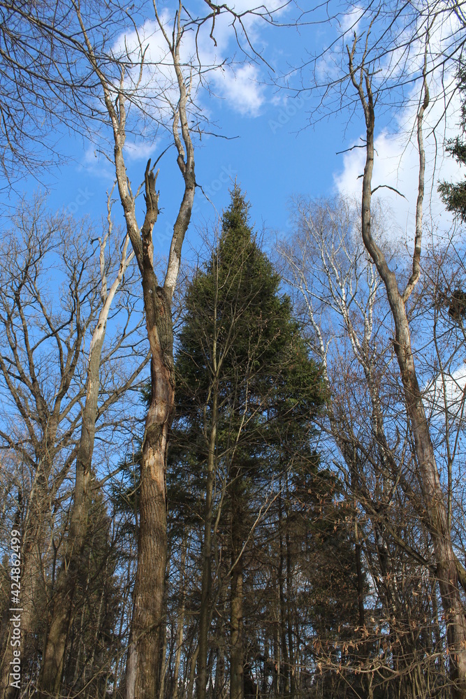 Obraz premium spring park