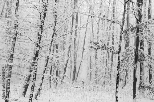 Wald Winter Schnee Nebel
