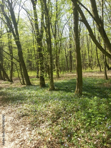 blue flowers in the forest