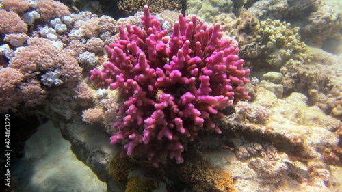 pink hard coral