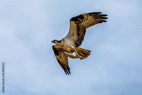 osprey in flight with fish