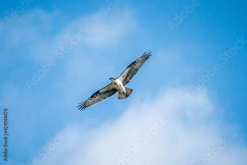 osprey in flight
