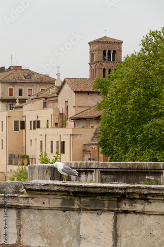 A seagull perching at Ponte Vecchio at Rome