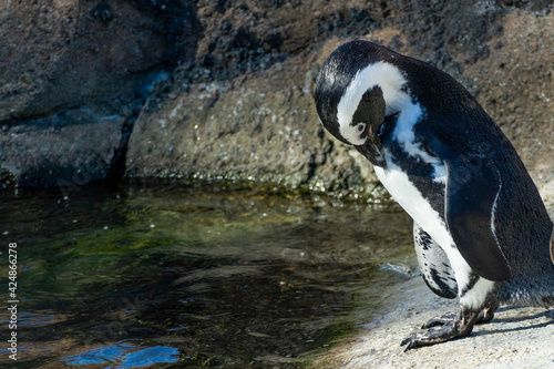 One penguin by water in a zoo.