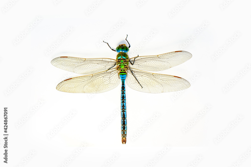 Extreme macro  shots, showing of eyes dragonfly detail. isolated on a white background. - obrazy, fototapety, plakaty 