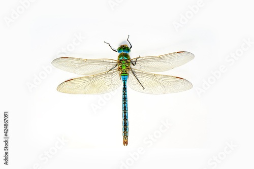 Extreme macro  shots, showing of eyes dragonfly detail. isolated on a white background.