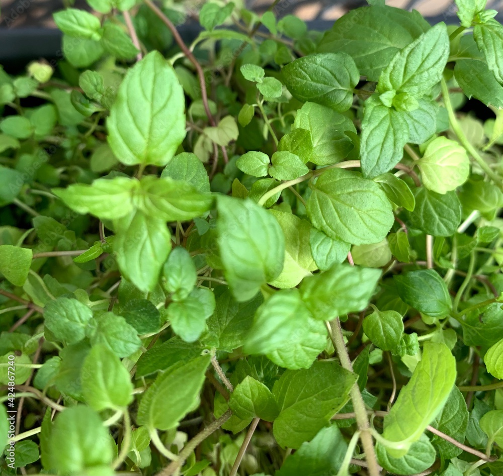 close up of herbs close up of herbs