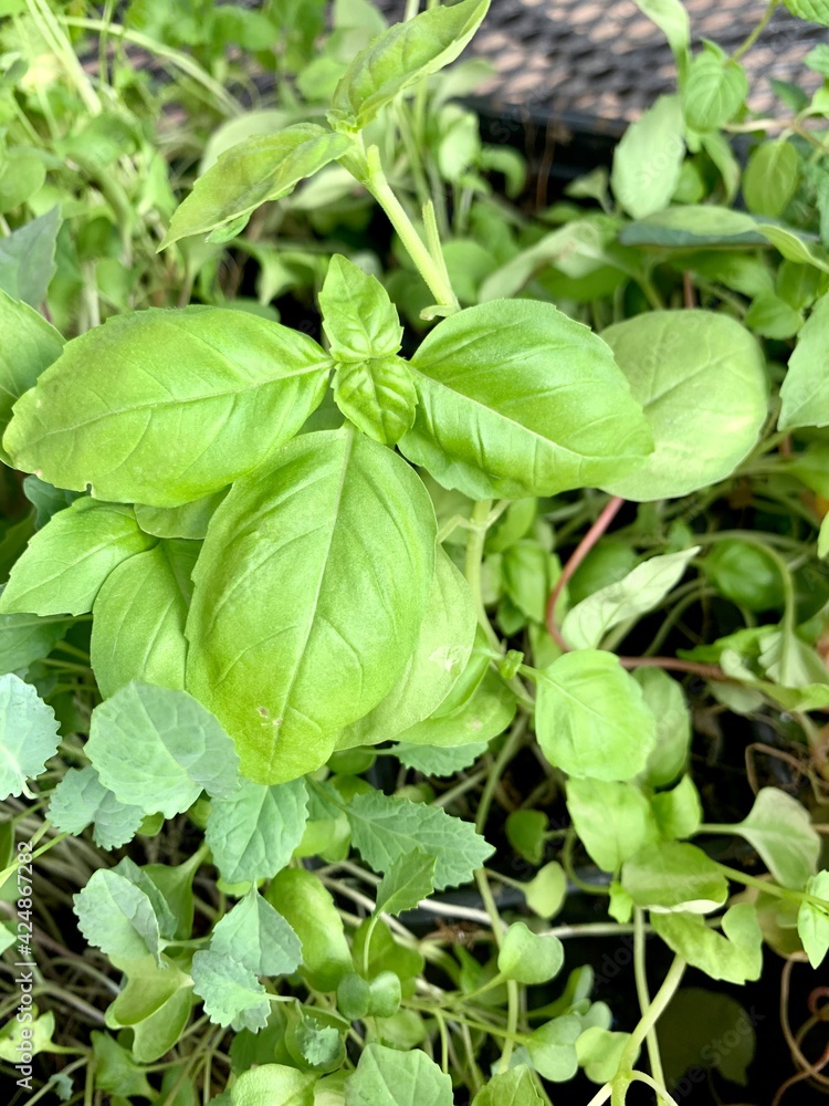 fresh basil leaves fresh basil leaves