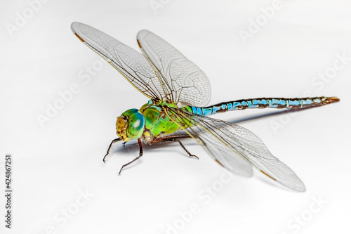 Extreme macro  shots, showing of eyes dragonfly detail. isolated on a white background.