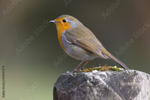 Wild red robin perched on a log, a closeup image © jamie