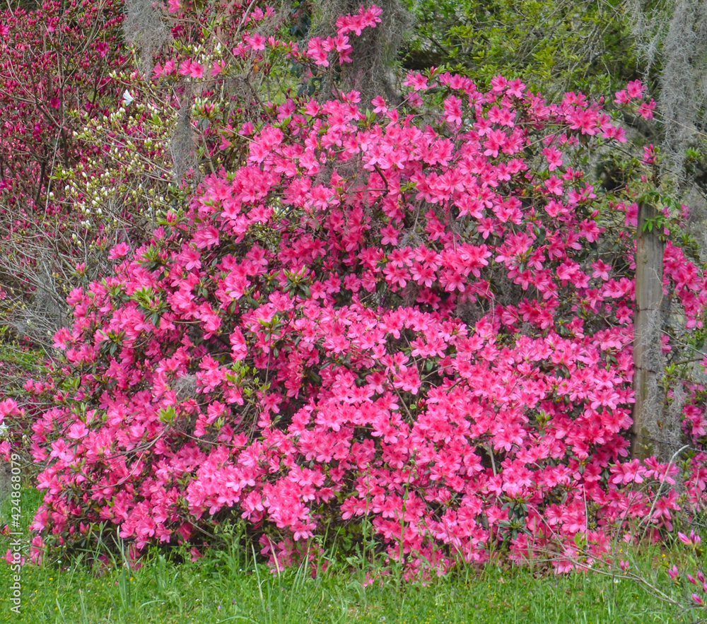 Obraz premium Pink Mollis Hybrid Azaleas, have beautiful blossoms in the spring and fall. These are growing in Mississippi