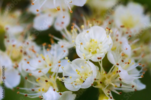 Blossom Flowering of Rowan Aronia Flower Macro closeup