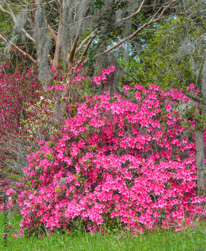 Fototapeta Naklejka Na Ścianę i Meble -  Pink Mollis Hybrid Azaleas, have  beautiful blossoms in the spring and fall. These are growing in Mississippi