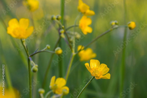 Ranunculus buttercup yellow flowers macro closeup photo
