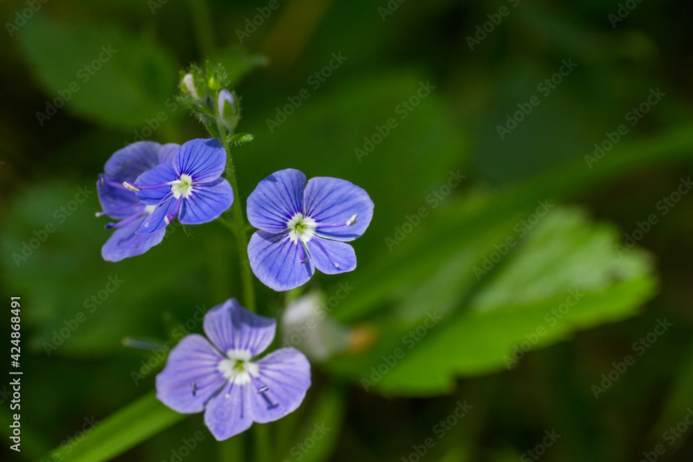 Blue forest flowers Veronica Chamaedrys closeup macro photos daylight Blue forest flowers Veronica Chamaedrys closeup macro photos daylight