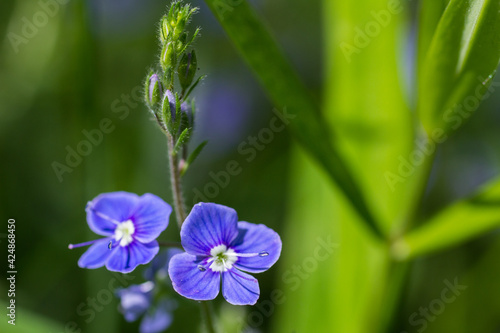 Blue forest flowers Veronica Chamaedrys closeup macro photos daylight 