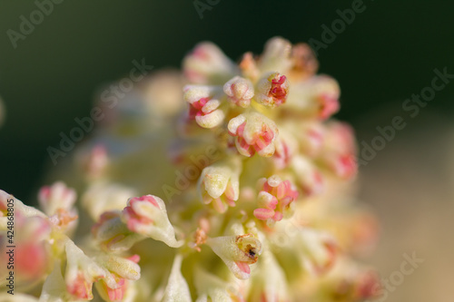 Rheum rhubard flowers macro photo  photo