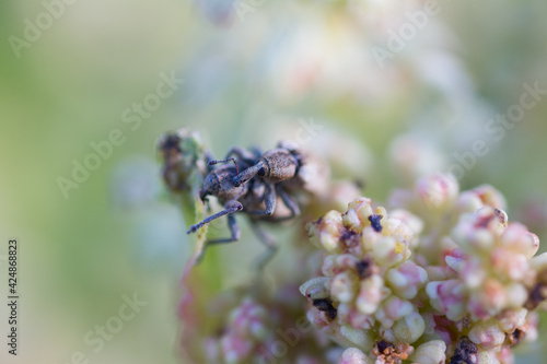 Curculionidae bugs on the rhubard flowers macro closeup photo © infernoviento