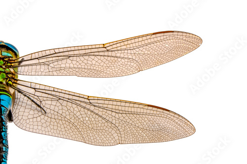Extreme macro  shots, dragonfly wings detail. isolated on a white background. © blackdiamond67