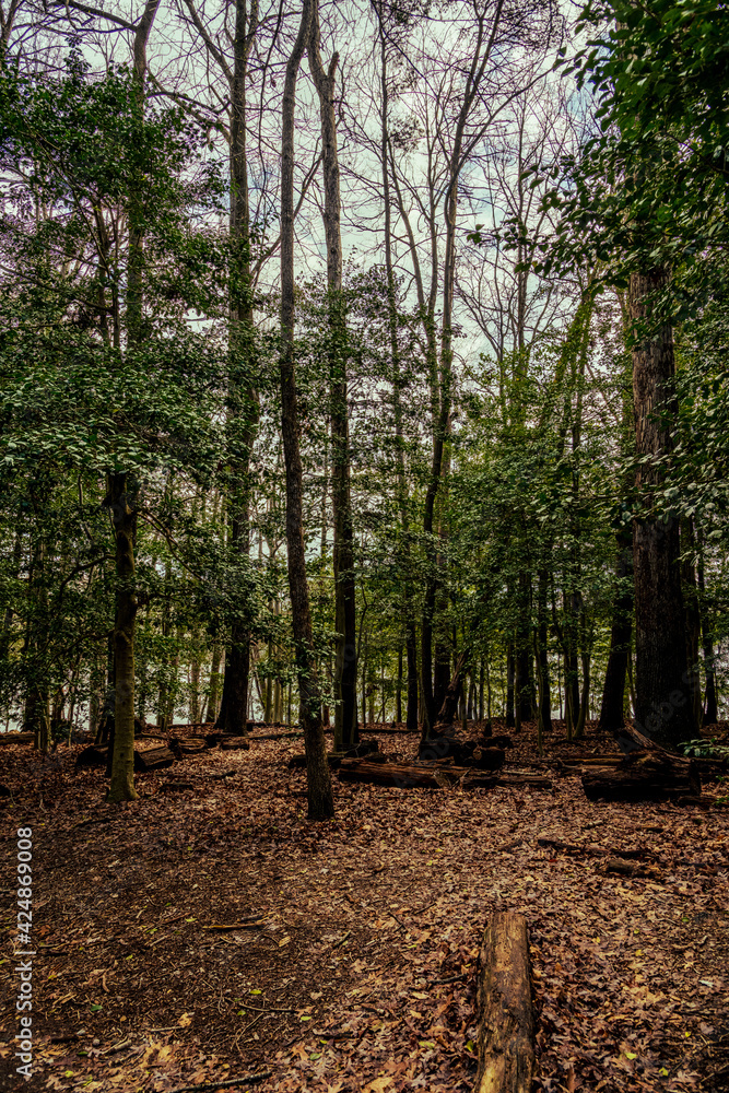 Green Shoots in Reston