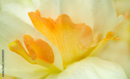 Abstract of petals of daffodil flower