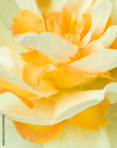 Abstract of petals of daffodil flower