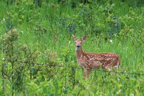 A young fawn stands beside a wire fence