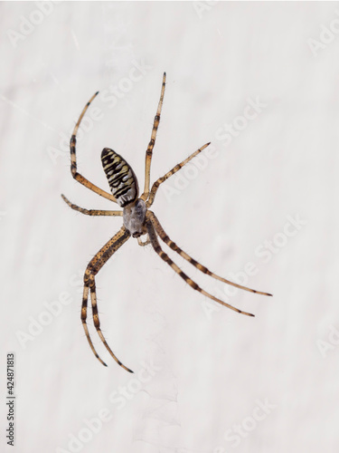 The Argiope Bruennichi