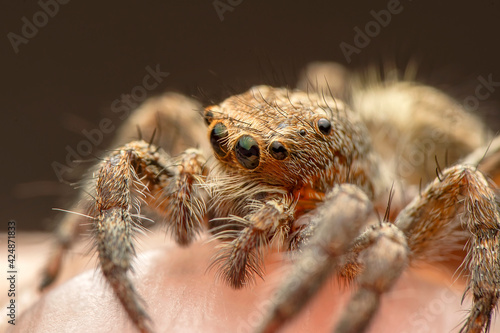 Close up  beautiful jumping spider   © blackdiamond67