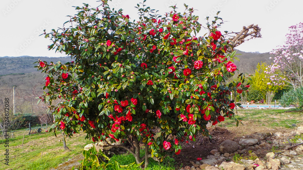 Red camellias on her tree.